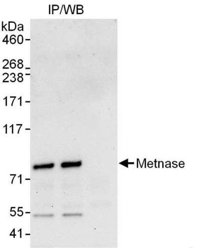 Rabbit anti-Metnase Antibody