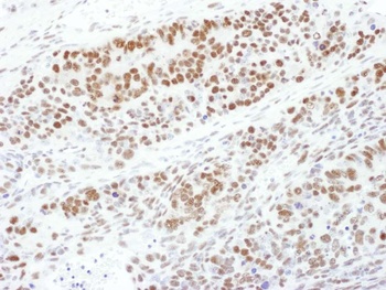 Goat anti-Phospho MEK1 (T286) Antibody
