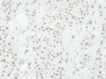Goat anti-Phospho MEK1 (T286) Antibody