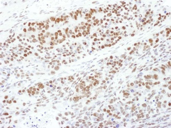 MEK1, Phospho (T286) Antibody