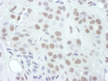 Rabbit anti-Phospho MEK1(T286) Antibody