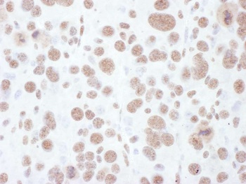 Rabbit anti-Phospho MEK1(T286) Antibody