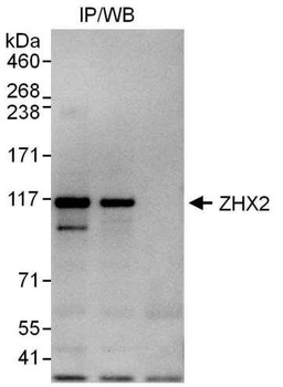 Rabbit ZHX2 Antibody