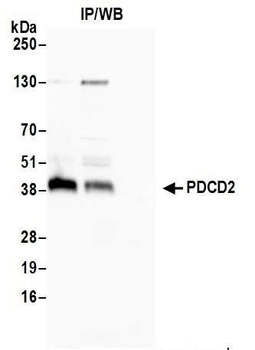 Rabbit anti-PDCD2 Antibody