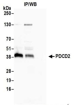 PDCD2 Antibody