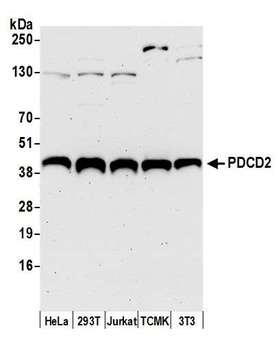 Rabbit anti-PDCD2 Antibody