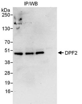 Rabbit anti-DPF2 Antibody