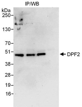 Rabbit anti-DPF2 Antibody