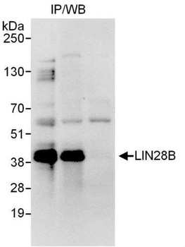 Rabbit anti-LIN28B Antibody