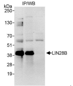 Rabbit anti-LIN28B Antibody