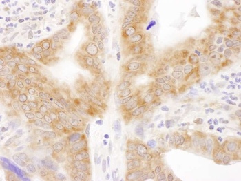 Rabbit anti-RPL6 Antibody