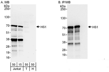 Rabbit HS1 Antibody