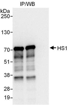 Rabbit HS1 Antibody