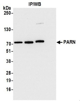 Rabbit anti-PARN Antibody