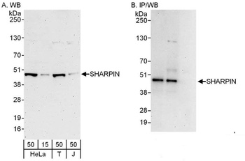 Rabbit SHARPIN Antibody