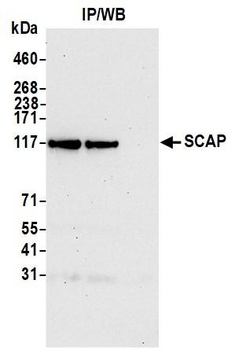 SCAP Antibody