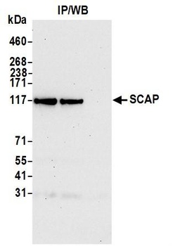 Rabbit anti-SCAP Antibody