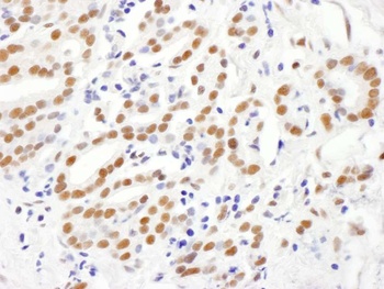 Rabbit anti-RING1 Antibody