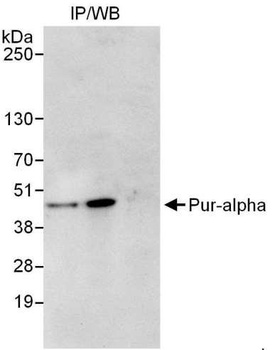 Rabbit Pur-alpha Antibody