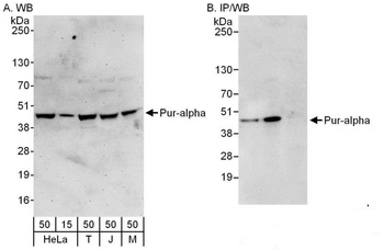 Rabbit Pur-alpha Antibody