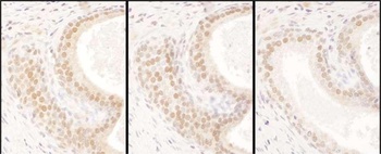 Rabbit anti-USF2 Antibody