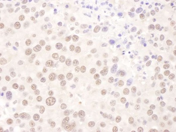 Rabbit anti-USF2 Antibody