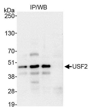 Rabbit anti-USF2 Antibody