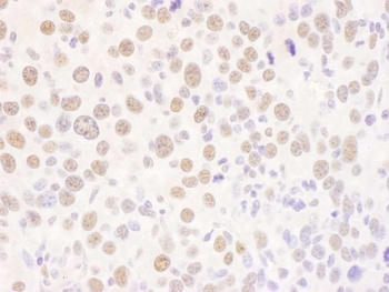 Rabbit anti-USF2 Antibody