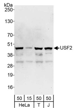 Rabbit anti-USF2 Antibody