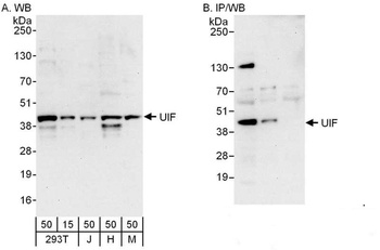 Rabbit UIF Antibody