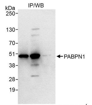 Rabbit anti-PABPN1 Antibody