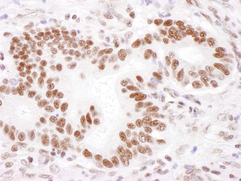 Rabbit anti-PABPN1 Antibody