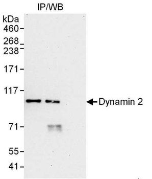 Rabbit Dynamin 2 Antibody