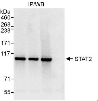 Rabbit anti-STAT2 Antibody