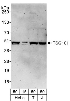 Rabbit TSG101 Antibody