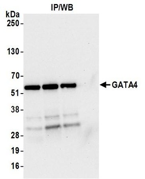 Rabbit anti-GATA4 Antibody