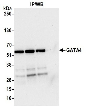 GATA4 Antibody