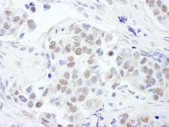 Rabbit GATA3 Antibody