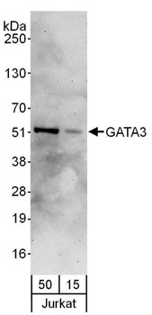 Rabbit GATA3 Antibody