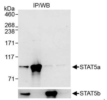 Rabbit STAT5a Antibody