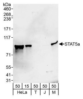 Rabbit STAT5a Antibody