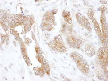Rabbit anti-CCT5 Antibody