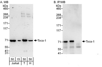 Rabbit anti-Toca-1 Antibody