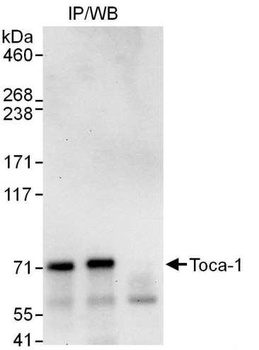 Rabbit anti-Toca-1 Antibody