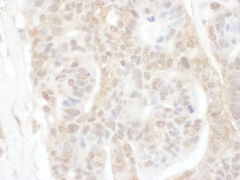 ROC1 Antibody