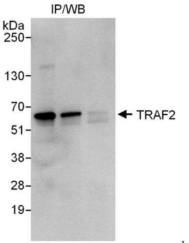 Rabbit TRAF2 Antibody