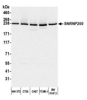 Rabbit anti-SNRNP200 Antibody