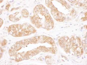 Rabbit anti-TCP1 Antibody