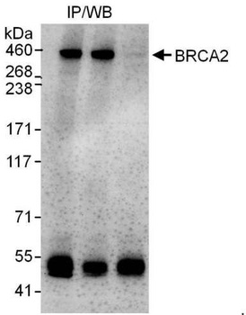 Rabbit BRCA2 Antibody