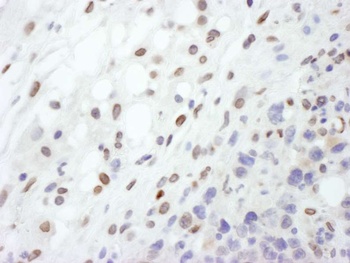 Rabbit anti-Lamin-A Antibody
